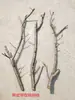 Ramas Secas Artísticas para Arreglos Florales, Ramas de Madera Natural, Troncos de Árbol Pelados para Colgar en la Pared y Decoración