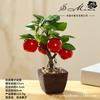 Nuevo Bonsái de Fruta Creativo Artificial Decoración de Moda para el Hogar Suministro Directo del Fabricante de Flores Dropshipping de Una Pieza Plantas Verdes Falsas