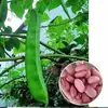 Sementes de Feijão Vagem Vermelho da Indústria de Sementes Nongyan - Sementes de Feijão de Vagem Larga e Polpa Grossa para Plantio em Terras Agrícolas e Hortas