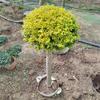 Árbol Lollipop Brillante de Ligustro con Forma de Corazón Árbol de Cera de Sichuan y Yunnan Ciprés Azul Hielo Flor Luminosa de Limón Planta Espejo Planta en Maceta