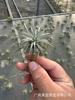 Piña de Aire Planta sin Tierra para Personas Mayores, Hierba de Aire Piña Planta Verde Creativa de Cuatro Estaciones Perenne Colgante de Interior