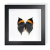 Mariposa Cola de Golondrina Banda Verde Espécimen de Mariposa Real Producto Terminado Decoración de Regalo Arte de Pared Pintura Decorativa Regalo de Cumpleaños para Niñas Amigas