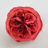Flor Artificial Cabeça de Flor Rosa Austin Flor Artificial Flor de Seda Material de Decoração de Rosa Cabeça de Flor DIY Modelagem de Arranjo de Flor