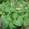 180 Variedades de Sementes de Flores Não Repetitivas, Fáceis de Cultivar em Todas as Estações, Podem Afastar Mosquitos, Adequadas para Varandas Internas e Externas, Distribuição Transfronteiriça