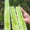 Sementes de Alface de Verão, Alface de Folha Pontiaguda, Resistente ao Calor e Crocante, Sementes de Alface de Pele Verde e Polpa Verde, Agricultores de Horta