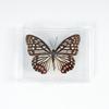 Adorno de mariposa real, alas de mariposa real, regalo de cumpleaños creativo para estudiantes, caja transparente