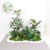 Paisajismo de Plantas Verdes Paisajismo de Balcones Decoración de Plantas Artificiales para Interiores y Exteriores Planta Viajera Plátano Espalda de Tortuga Planta Debajo de las Escaleras Paisajismo