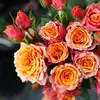 Hacker Queen Jugo Rosa Maceta Balcón Patio Villa Flor Planta Cuatro Estaciones Dropshipping