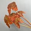 Impressão 3D Color Leaf Taro Simulação Planta Verde Paisagem Decoração para Casa Folha de Taro Folha de Begônia Cor Folha de Taro Adereços para Fotografia