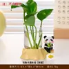 Desenho Animado Sapo Pet Fofo Pesca Pothos Vaso Hidropônico Cultura em Água Planta Recipiente para Flores Decoração de Arranjo de Flores para Sala de Estar Presente Criativo