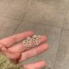Pendientes de plata S925 con incrustaciones de diamantes, estilo coreano, elegantes, con diseño de nicho de celebridades de Internet para mujer, pendientes vintage de perlas a la moda.