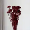Flores de Mijo Conservadas Blancas, Flores de Mijo Secas, Venta al por Mayor desde Fabricante, Materiales para Uñas Hechas a Mano DIY