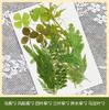 Flores Secas Transfronteiriças Estampagem Atacado Jardim de Infância Feito à Mão Adesivos de Folhas Reais DIY Foto Decoração de Rosto Espécimes de Plantas