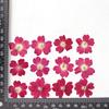 Sakura Flor Seca Material Relevo Atacado DIY Feito à Mão Gotejamento Cola Capa de Celular Flor Real Nail Art Adesivo de Rosto Decoração