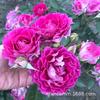 Varanda de Suco Flor de Rosa Muda Média Grande Planta de Flor em Vaso Floração Quatro Estações Planta Verde Muda de Rosa Atacado