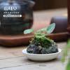 Bonsái de Calamo, Piedra Absorbente, Planta Verde, Planta en Maceta de Helecho Cola de Lobo, Planta Fácil de Cultivar para Personas Perezosas, Hidroponía de Espejo Resistente a la Oreja de Tigre