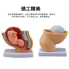 Modelo de Pelvis Femenina de Obstetricia y Ginecología con Modelo de Feto a Término del Útero y Órganos Reproductivos de una Mujer Embarazada de Nueve Meses