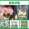 Tulipanes Hidropónicos al por Mayor 5 Grados Bulbos Grandes Resistentes al Frío para Invierno Interior/Exterior Fáciles de Cultivar para Principiantes Flores en Maceta Plantas