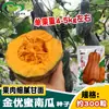 Sementes de Abóbora Zhongxi Jinyoumi, Frutas Secas Grandes, Formato de Melão Glutinoso e Doce, Boa Base Amarela de Campo para Plantio em Estufa
