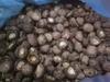 Hongos Shiitake Secos Recién Llegados, Hongos Flor de Cultivo 500g, Carne Gruesa, Sabor Fragante, Textura Suave, Rodajas de Hongo para Mayoreo