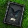 Artesanía Vintage Gótico Barroco Espécimen de Mariposa Mariposa Cola de Golondrina Parisina Decoración del Hogar Pintura Colgante Regalo Pintura Decorativa