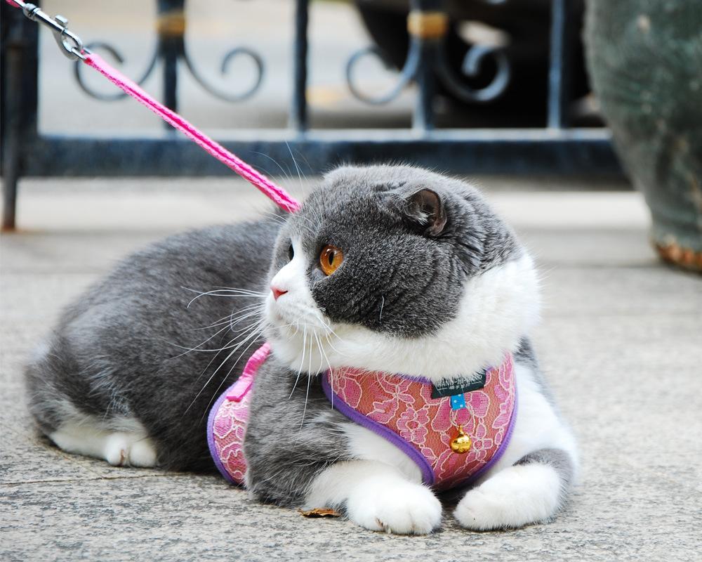 vest harness lace rose.jpg