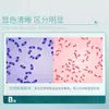 Solução de Coloração de Gram Biológica Beekman, Corante Violeta de Cristal Beisuo, Solução Corante Safranina, Qingdao Haibo Biotechnology
