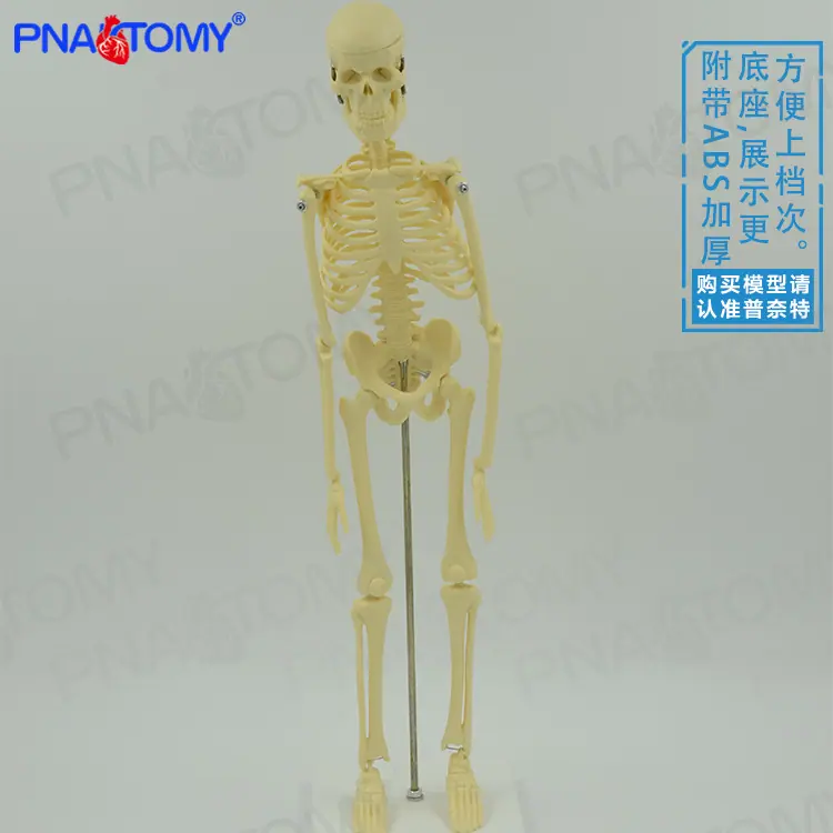 45CM 骨骼04