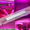 Tira de Luz para Plantas 5730 50cm 36 Luces Ratio Rojo-Azul Luz Suplementaria para Plantas Tira de Luz Dura 5630 para Suculentas