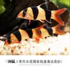 Peixe Ornamental Limpador Musgo Dourado Vivo Tanque de Peixes Ferramenta de Limpeza Peixe Rato de Água Doce Pequeno Tropical Animal de Estimação