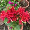 Planta en Maceta de Buganvilia Roja de Doble Pétalo con Flores, Plántulas de Buganvilia, Variedades de Flores Prolíficas, Plantas de Interior Trepadoras sobre Tronco Viejo para Todas las Estaciones