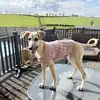 Nuevo suéter casual de punto trenzado de color liso para otoño e invierno para perro, moda, cómodo, ropa para mascotas, ropa cálida en stock