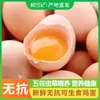 [Directo de la Granja] Xianyuanji 15/30 Piezas de Huevos Crudos Libres de Antibióticos, Huevos de Gallina de Corral de Montaña Grandes de Suelo con Cordyceps