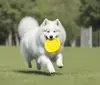 Amazon Perro Tazón 3D Tazón de Mascota de Doble Propósito Juguete para Perro de Grado Alimenticio Tazón Redondo tipo Frisbee Disco Volador Juguete Masticable