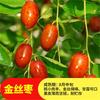 Dropshipping Plántulas Vivas de Azufaifo Zhanhua Azufaifo de Invierno Plántulas de Calabaza Plantadas en el Patio Sur y Norte Plántulas de Árboles Frutales