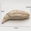 Artesanías de Resina, Dientes de Oso de las Cavernas, Suministro Transfronterizo, Accesorios para Collar de Cráneo de Animal, Dientes, Cráneo, Mascota