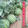 Huichuang Jialianhua 911 Sementes de Melancia Crocante Precoce de Casca Dura Kirin Meidu Sementes de Melancia Fruta de Campo