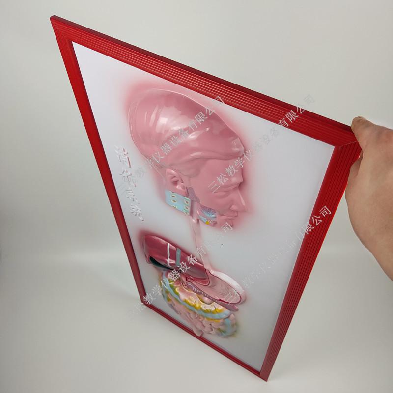 人体消化系统浮雕模型2_副本