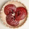Rebanadas de Ganoderma lucidum del Monte Changbai al por mayor a granel sustituto de té en polvo de esporas nuevo 500g envío a granel Rebanadas de Ganoderma lucidum