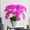 Planta de Phalaenopsis en Maceta con Vara Floral y Capullo Floral Flor Otoño e Invierno Orquídea para Sala de Estar Plántula Grande Planta de Interior Fácil de Mantener en Todas las Estaciones