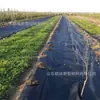 Tela anti-hierbas no tejida permeable transpirable degradable tela para deshierbar jardín de té tela anti-hierbas no tejida agrícola