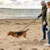 Collares Grandes para Mascotas Transfronterizos, Collares Tácticos Antiexplosión, Collares para Perros con Asa, Correas para Perros, Ventas Directas de Fábrica
