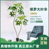 Bonsai de planta verde simulada Girassol de cauda solta simulado Pukui paisagismo interno grande decoração de piso Flor folha Planta simulada de Figueira