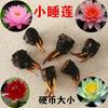 Mini Pequeno Lírio D'Água com Botões de Flores Black Beauty Família Vasos Hidropônicos Plantas Aquáticas Durante Todo o Ano Vaso de Flores Tubérculo de Raiz de Lótus