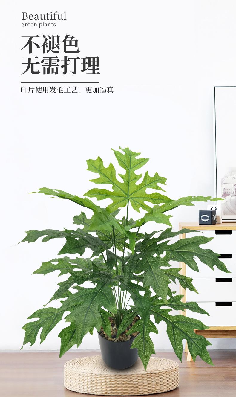 扇葵叶_03.jpg