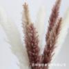 Flores Secas Silvestres Novo Minimalista Pequeno Feixe de Flor de Juncos Mori Flores Secas Naturais Feixe de Flores Naturais para Decoração de Mesa em Casa