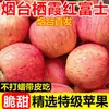 Manzanas de Yantai, Shandong, Frescas y Crujientes, Fruta Dulce de Temporada, Manzanas Nuevas con Corazón de Azúcar, Al por Mayor