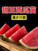 8424 Plántulas de Sandía Injertadas con Sandía Grande Kirin, Semillas en Maceta, Plántulas de Frutas y Verduras, Plántulas de Sandía Sin Semillas del Sur