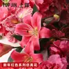 Shangjin 2026 Ano Novo Série Vermelha Floricultura de Antúrio Vermelho Artificial e Orquídea Phalaenopsis Buquês Artesanais com Materiais Florais Atacado