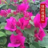 Planta de Buganvilla en Maceta con Maceta, Multicolor, Florece Todo el Año, Stock Antiguo, Variedad Nueva, Planta con Flores, Planta Verde, Planta Trepadora, Planta Ornamental